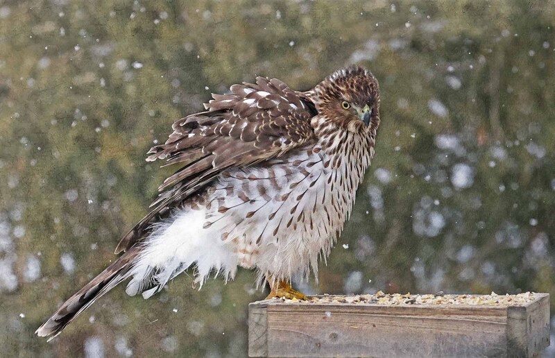 EM-Coopers Hawk Preening Paint.jpg