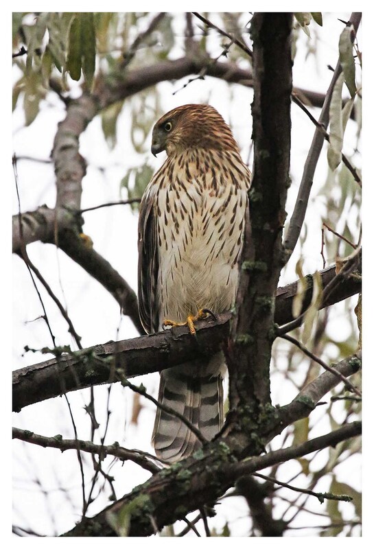 EM-Coopers Hawk Resting Paint.jpg