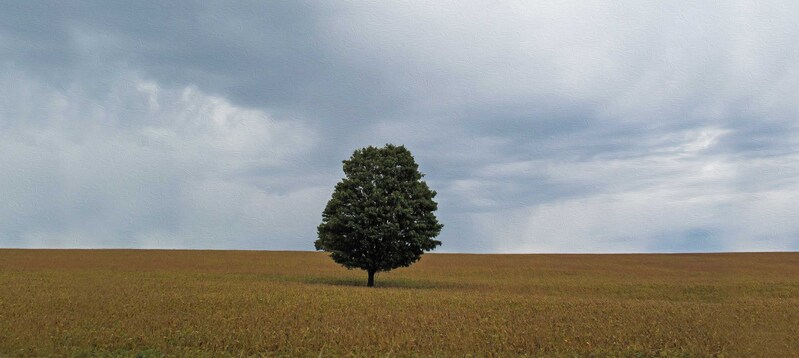 EM-Tree in Farm Field Abstract 2.jpg