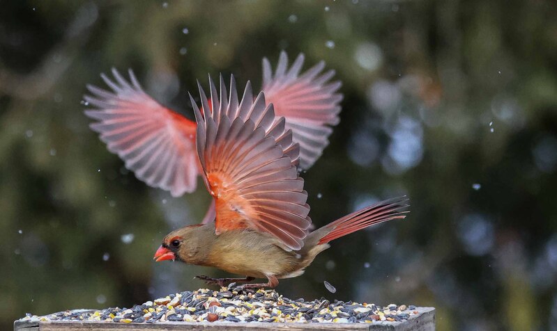 EM-Two Cardinals at Feeder Abstract.jpg