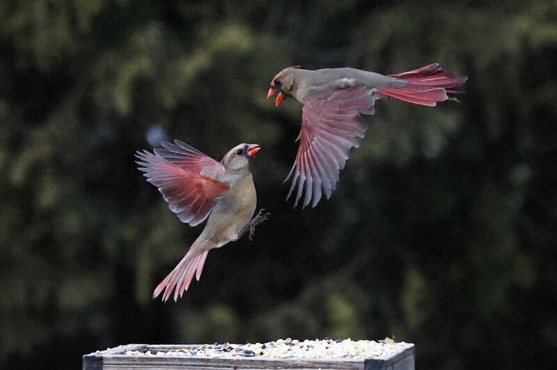 EM-Two Cardinals over Feeder Paint CU.jpg