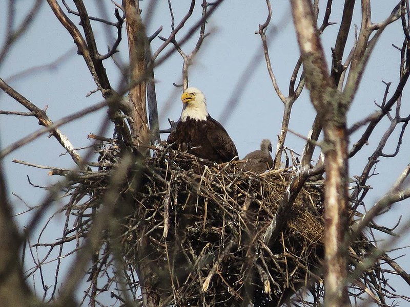 Eagle and Fledgeling.jpg