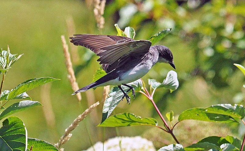 Eastern Kingbird Landing.jpg