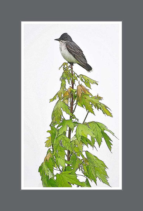Eastern Kingbird On Maple.jpg