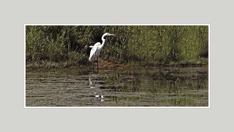 Egret On Shoreline.jpg