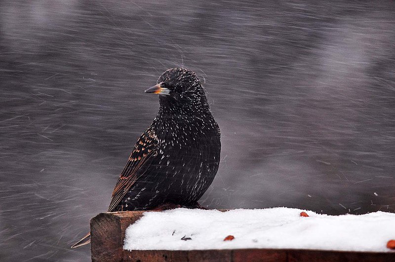 European Starling Winter.jpg