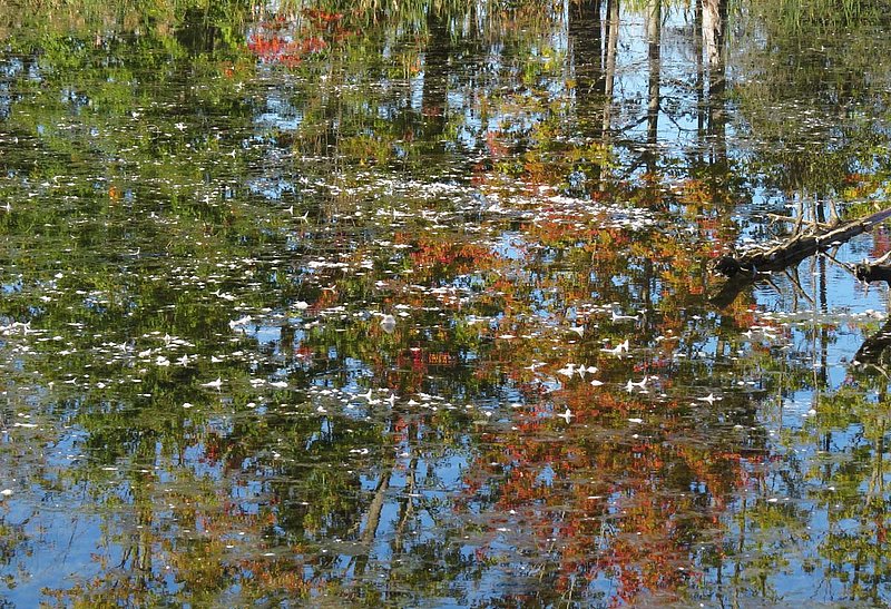 Fall Reflections in the Wetlands.jpg