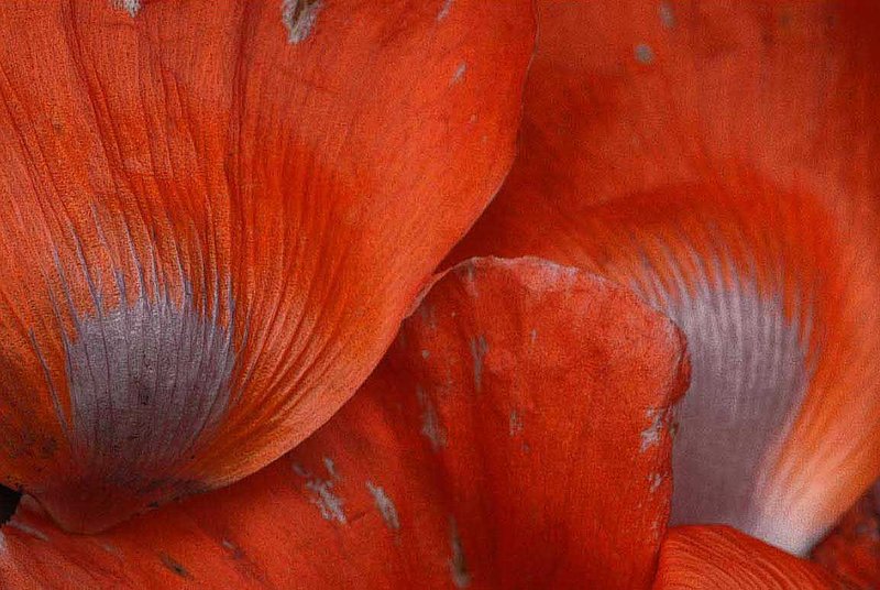 Fallen Poppy Petals.jpg