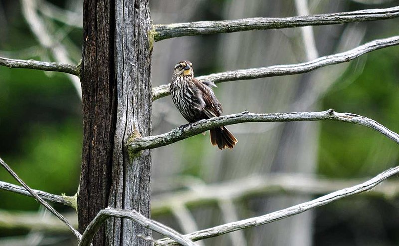 Female Black Bird.jpg