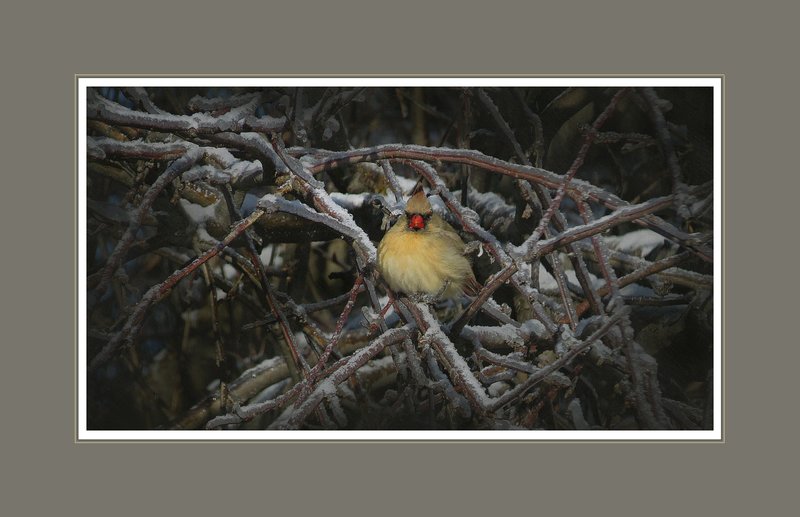 Female Cardinal Icy Abstract.jpg