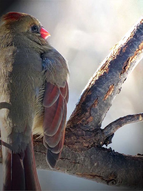 Female Cardinal Portrait Back.jpg