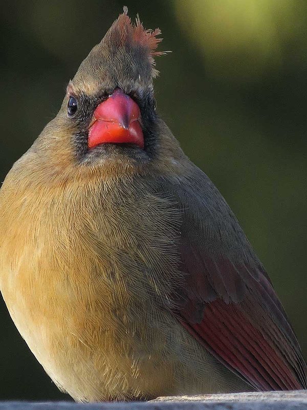 Female Cardinal Winter.jpg