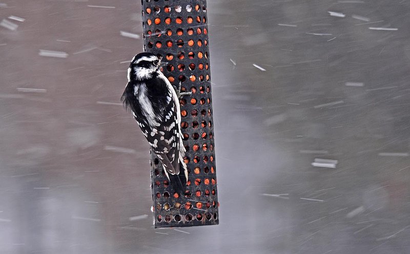 Female Downy On Feeder Winter.jpg