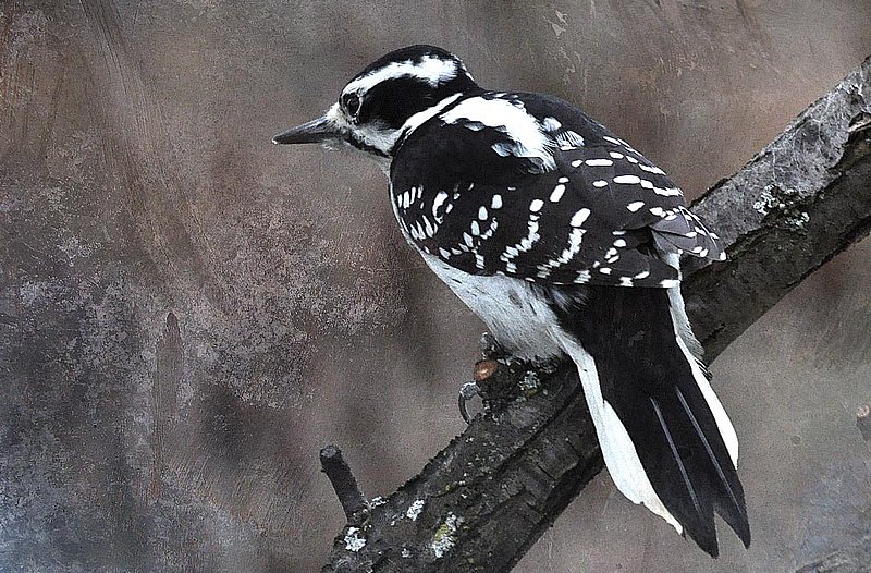 Female Hairy Woodpecker Abstract.jpg