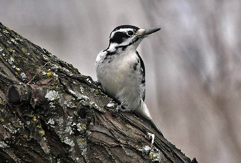 Female Hairy Woodpecker.jpg