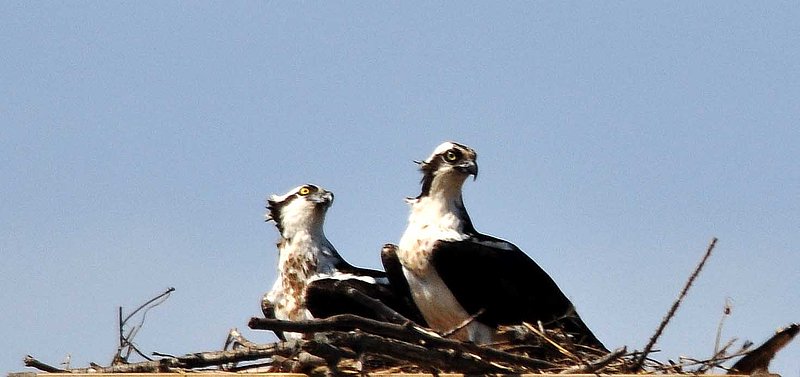 Female L  Male R Osprey.jpg
