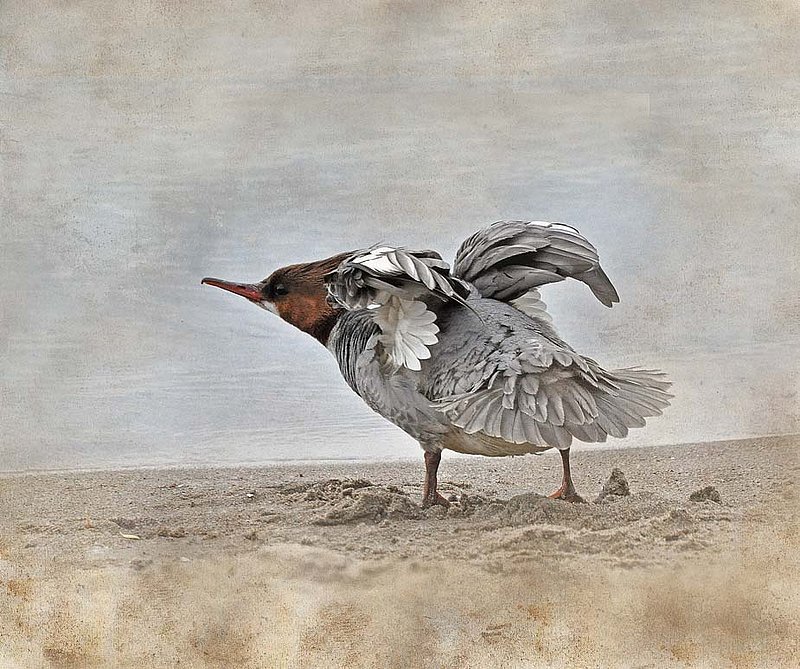 Female Merganser on Sand.jpg