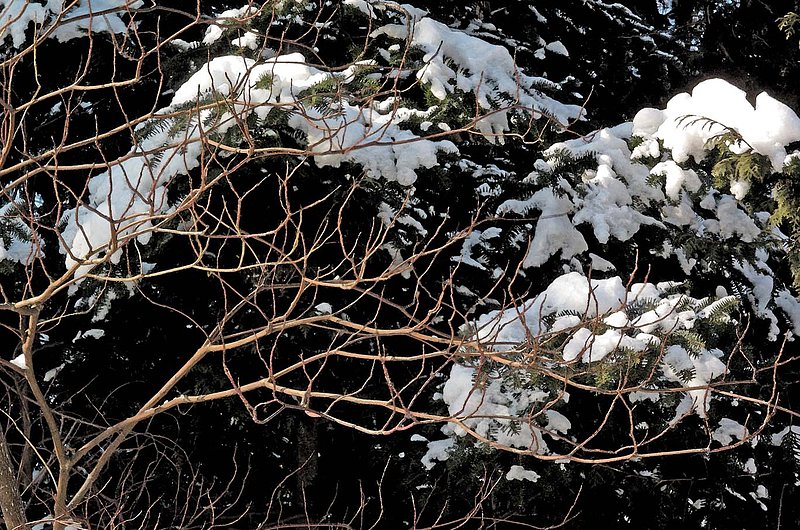 Fir Tree  Branches in Snow.jpg ::                                