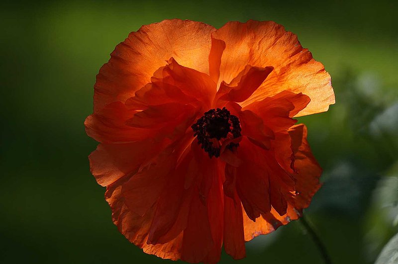 First Poppy.jpg