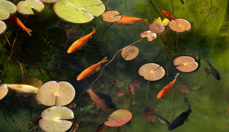 Fish Pond.jpg ::                                