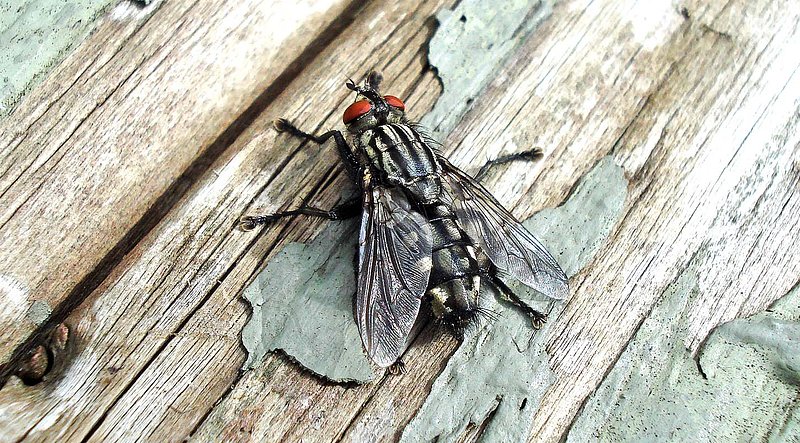 Fly On Deck Bench.jpg