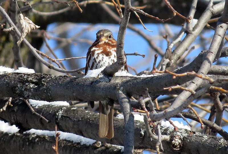 Fox Sparrow Early Spring.jpg