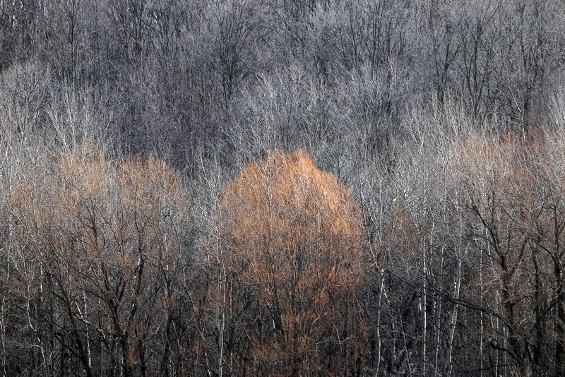 Ghostly Tree Line.jpg