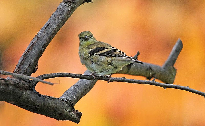 Gold Finch In Fall Looking Back.jpg