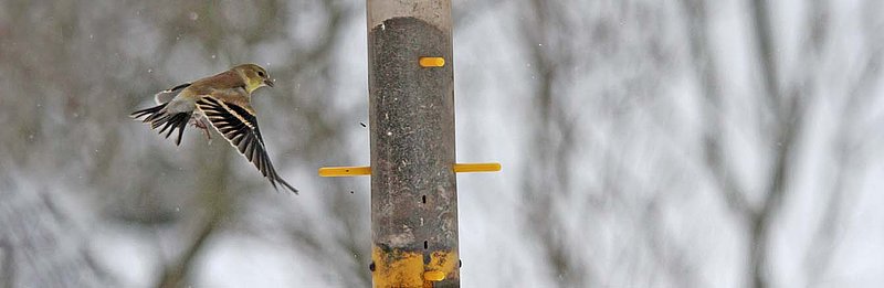 Gold Finch Landing.jpg