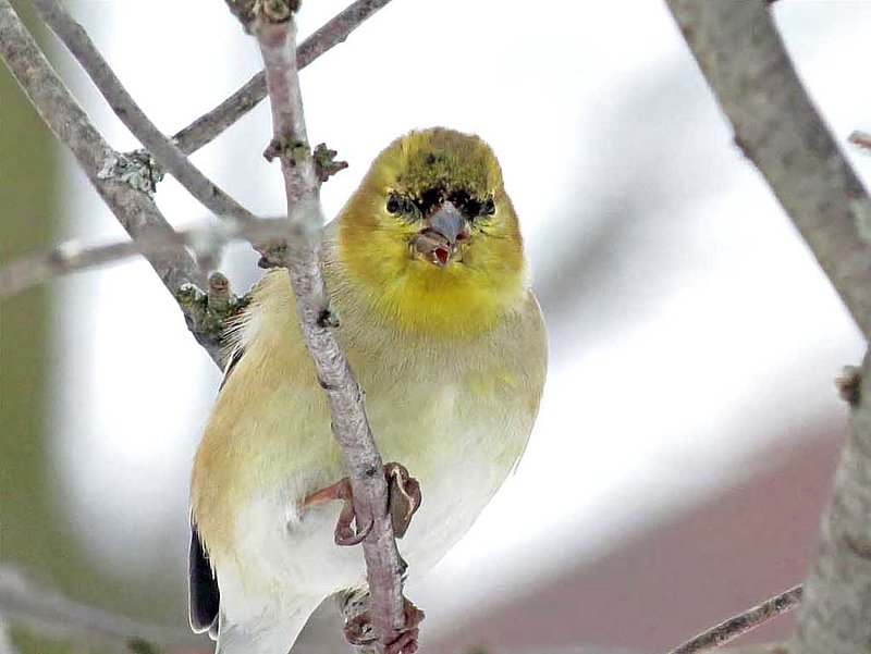 Gold Finch Late Winter.jpg