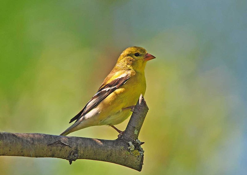 Gold Finch Spring.jpg