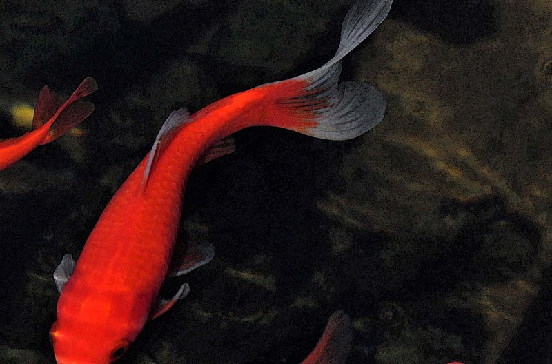 Gold Fish Tail Fin.jpg