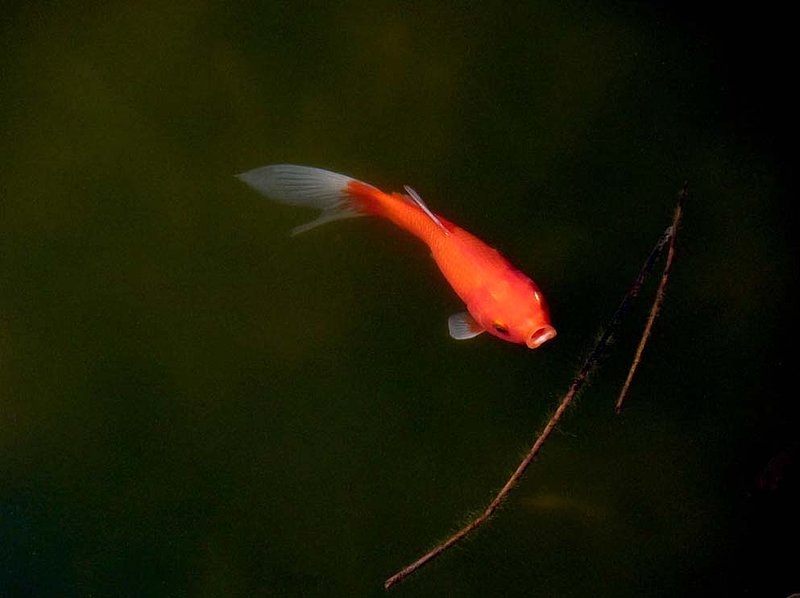 Goldfish And Reeds.jpg