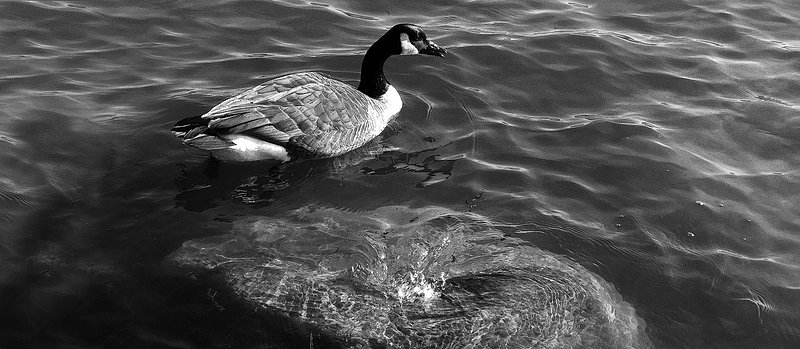 Goose In Water  With Rocks.jpg
