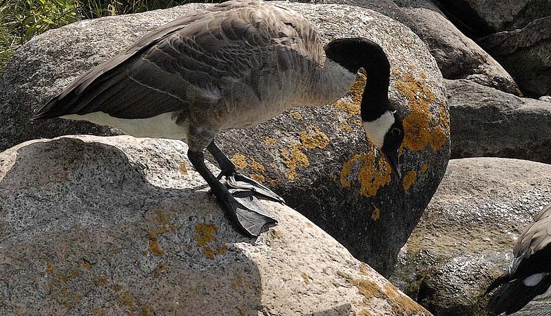 Goose On A Rock.jpg