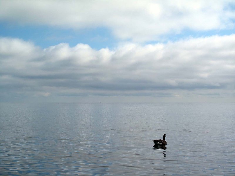 Goose On Lake Simcoe.jpg ::                                
