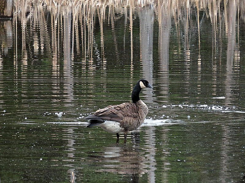 Goose Wetland Reflections.jpg