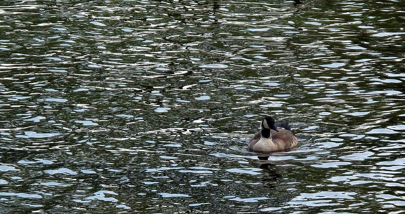 Gosling in Lake.jpg ::                                