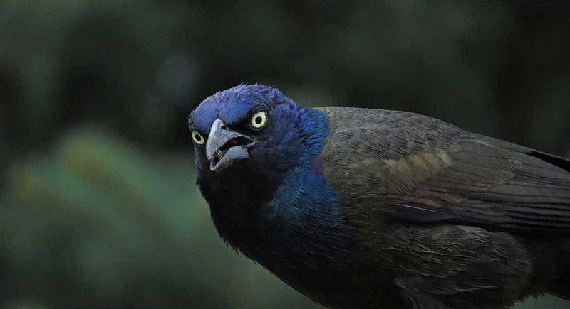 Grackle.jpg