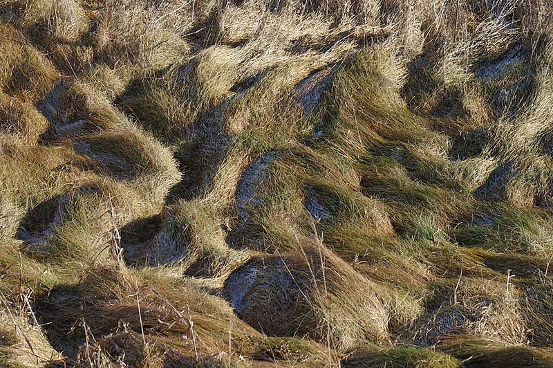 Grass In The Sunset.jpg