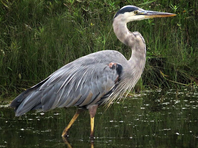 Great Blue Heron.jpg