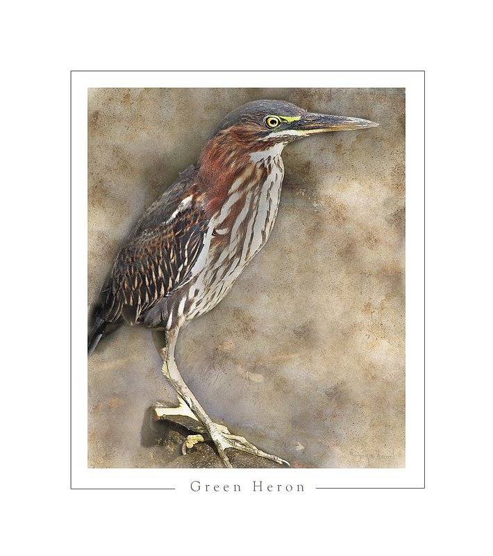 Green Heron Abstract.jpg
