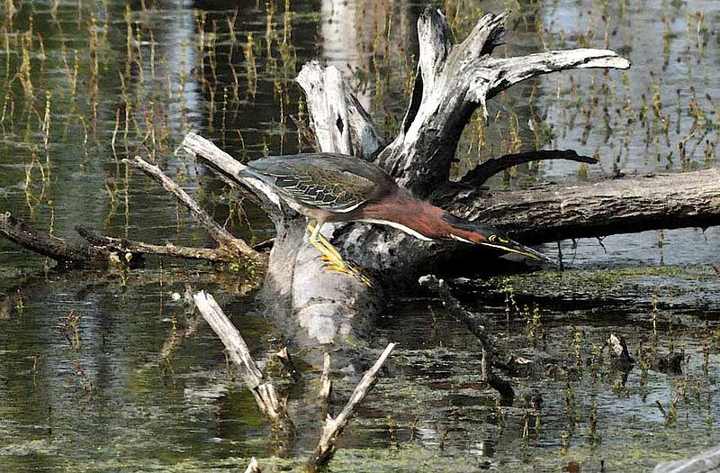 Green Heron Before The Strike.jpg
