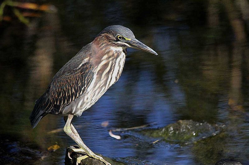 Green Heron Fishing from Rock.jpg