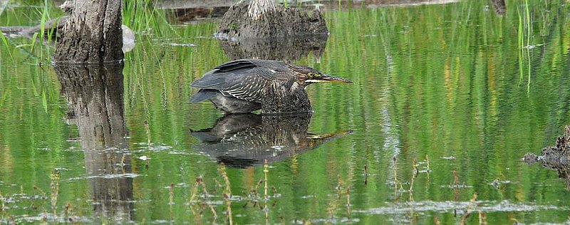 Green Heron.jpg