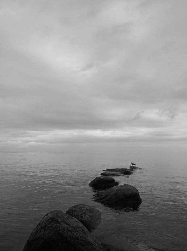 Gull On Rocks.jpg