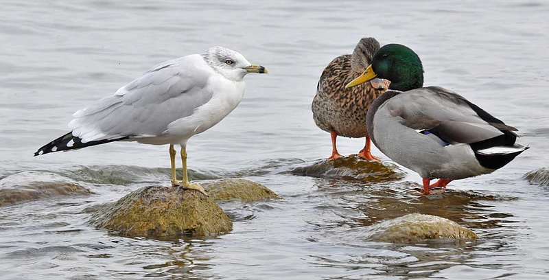 Gull and Mallards.jpg