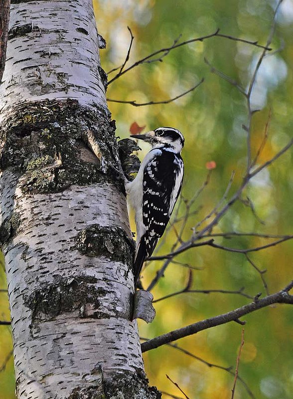 Hairy Woodpecker On Birch Tree.jpg