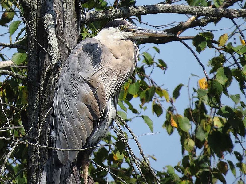Heron Close Up.jpg