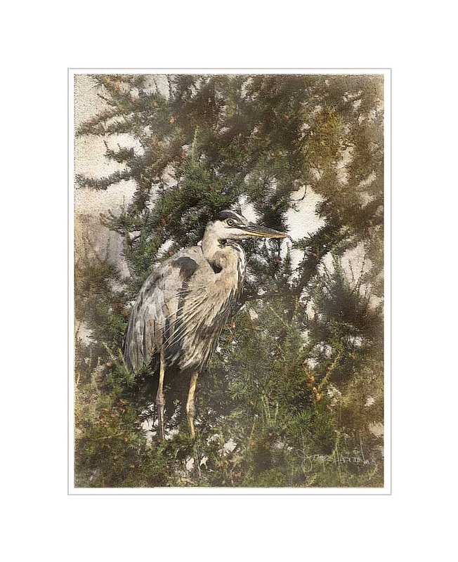 Heron In Spruce Tree Abstract.jpg